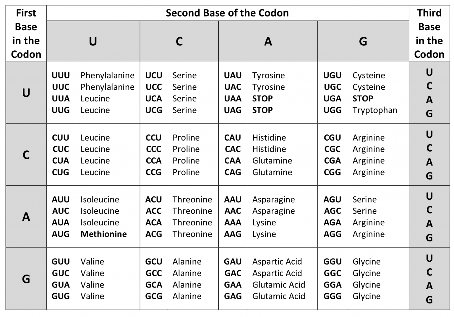 what is genetic code essay