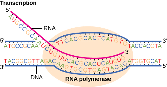 Transcription