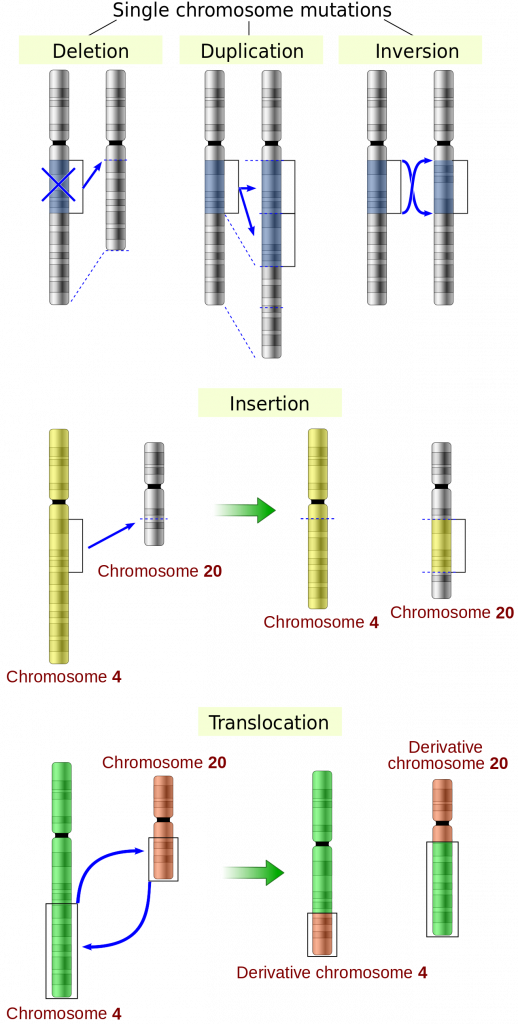 Large-scale mutations