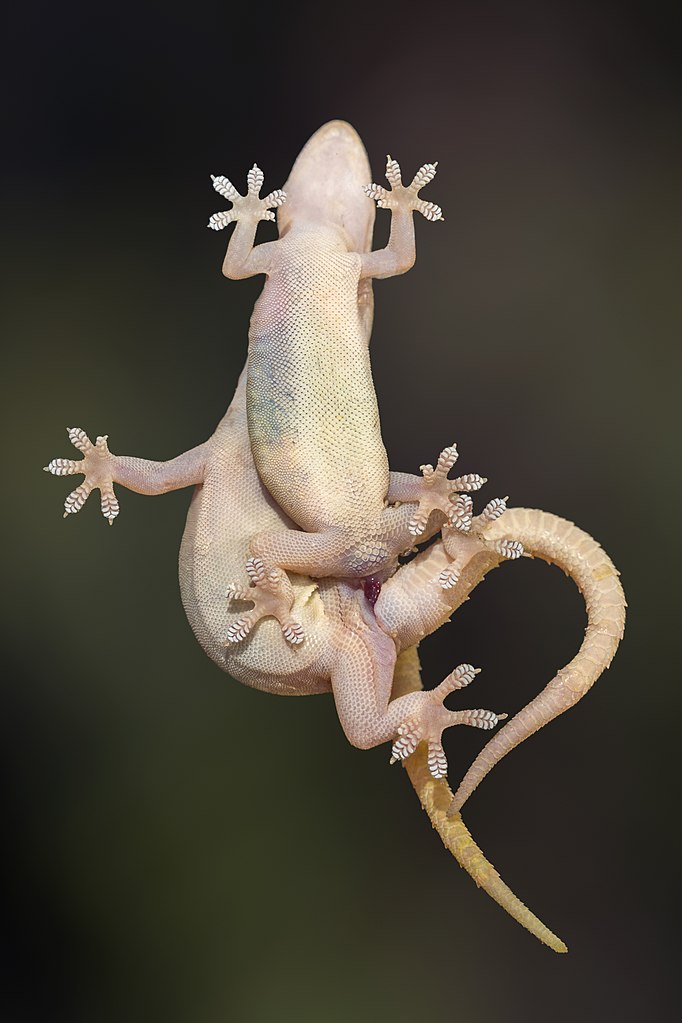 Two geckos mating