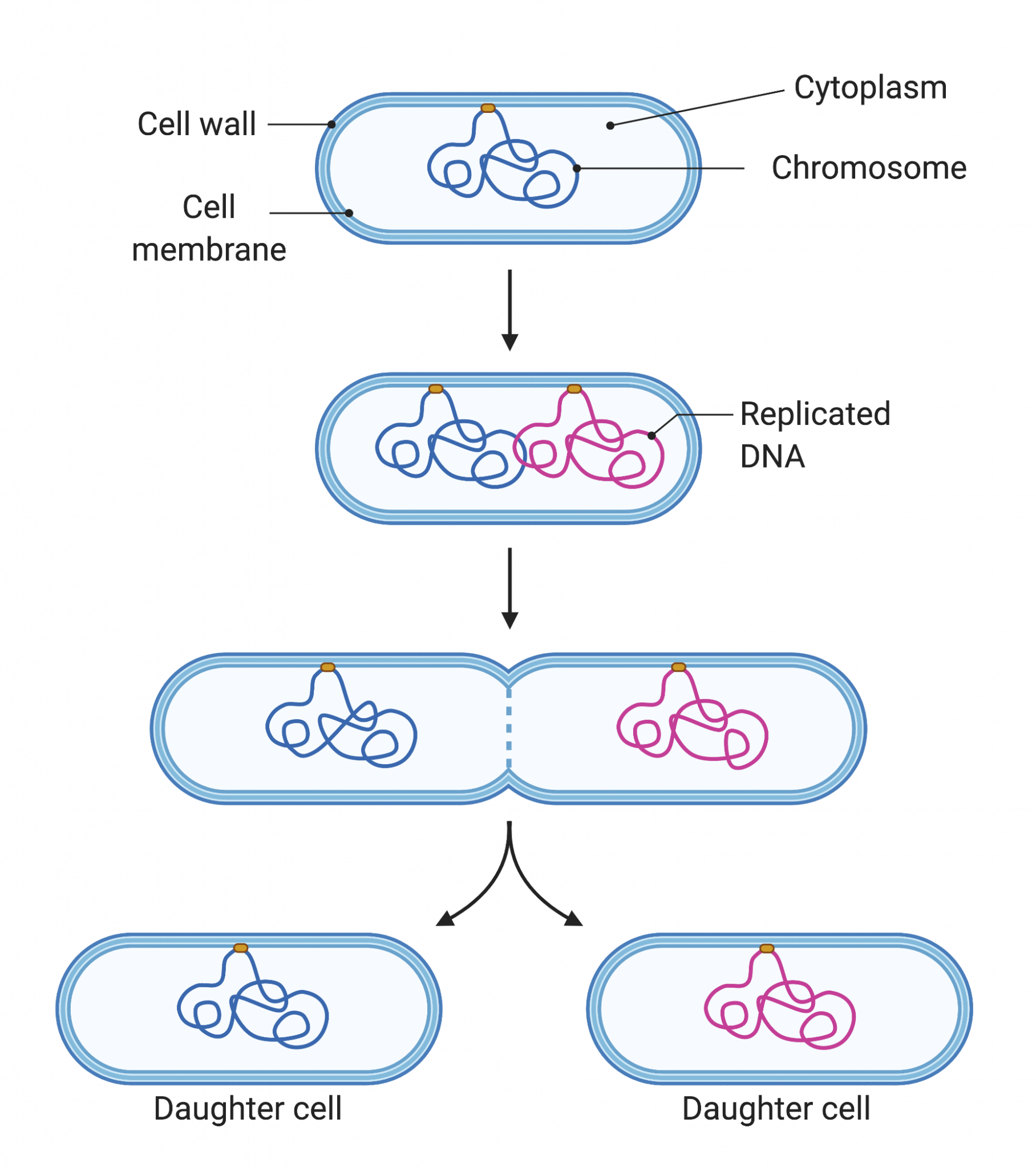 16.1 Cell Division and Genomic DNA College Biology I