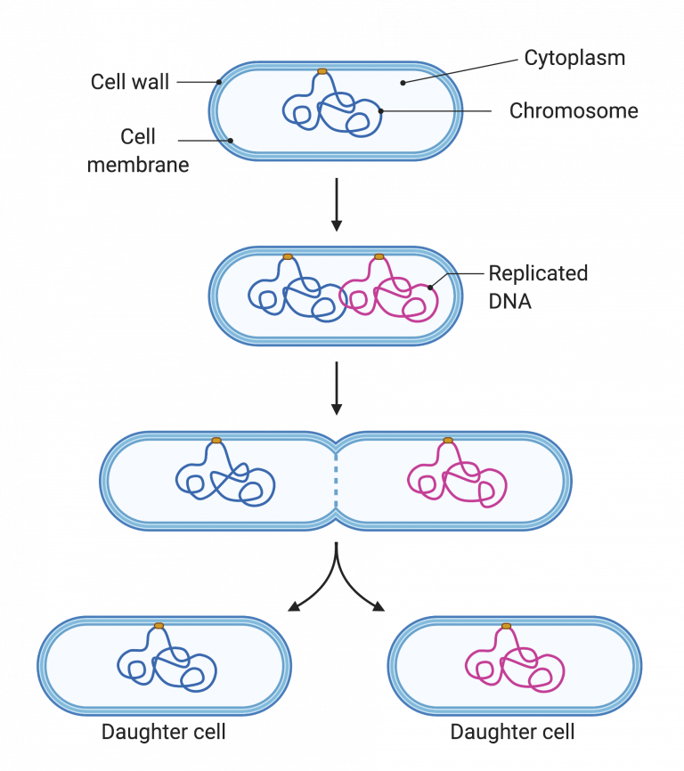 16.1 Cell Division and Genomic DNA – College Biology I