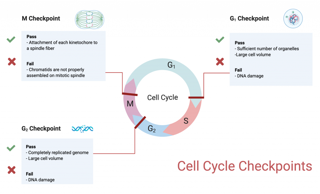 Cell Cycle checkpoints