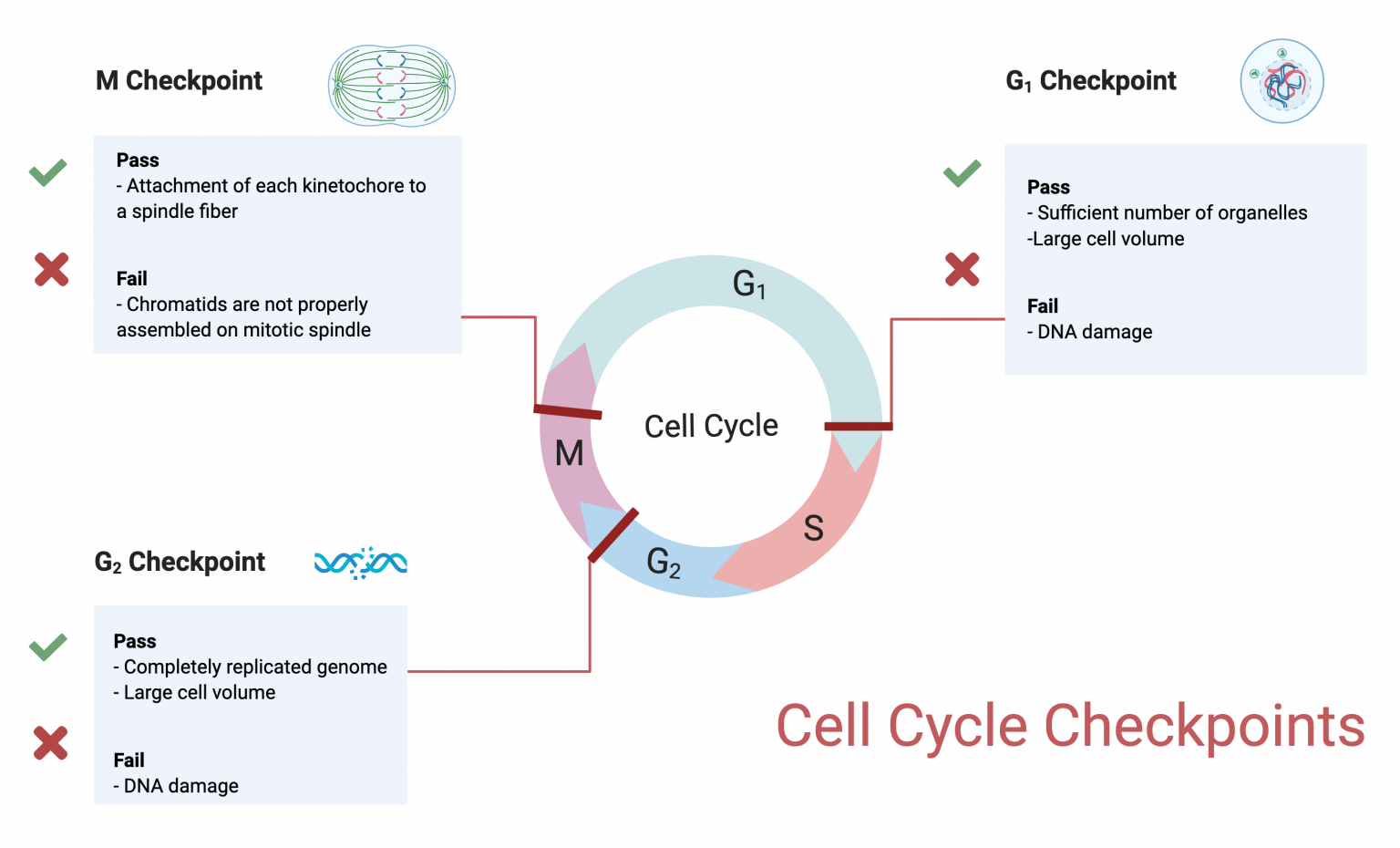 17.1 Cell Cycle Checkpoints โ College Biology I Biology Diagrams