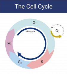 16.2 The Cell Cycle – College Biology I