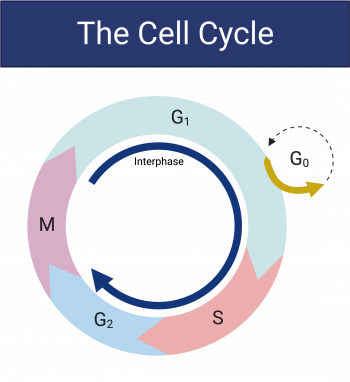 16.2 The Cell Cycle – College Biology I