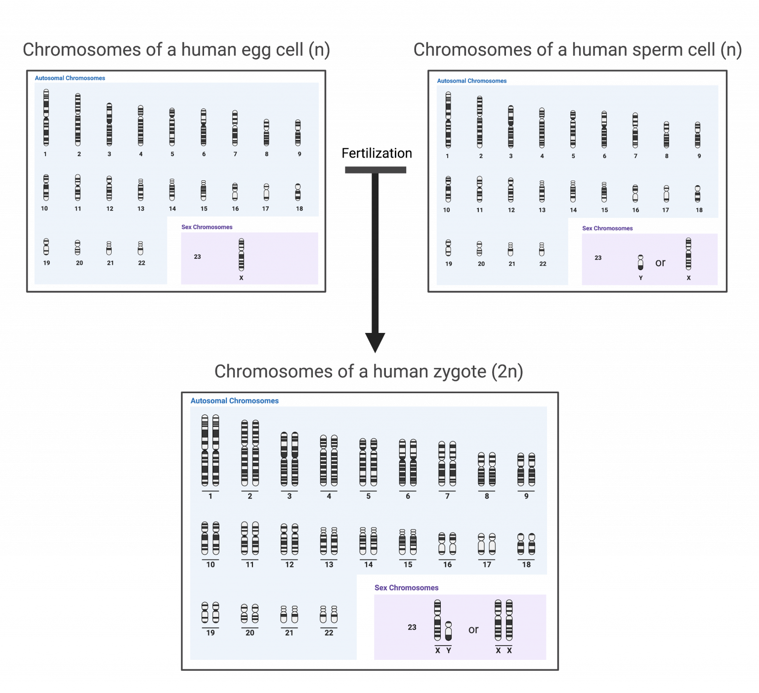16.1 Cell Division and Genomic DNA College Biology I
