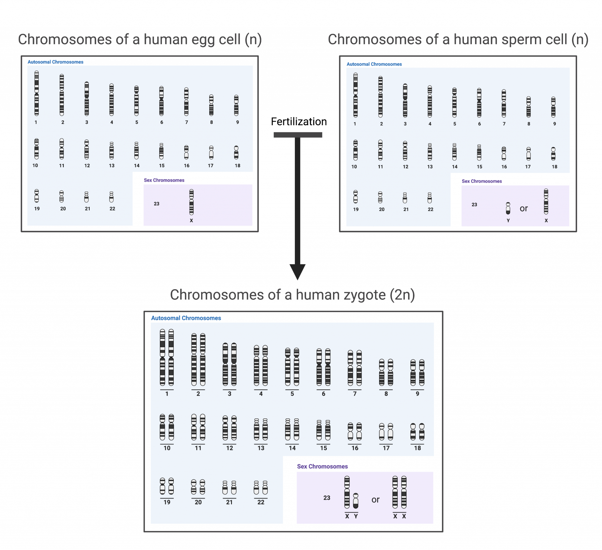 16 1 Cell Division And Genomic Dna College Biology I