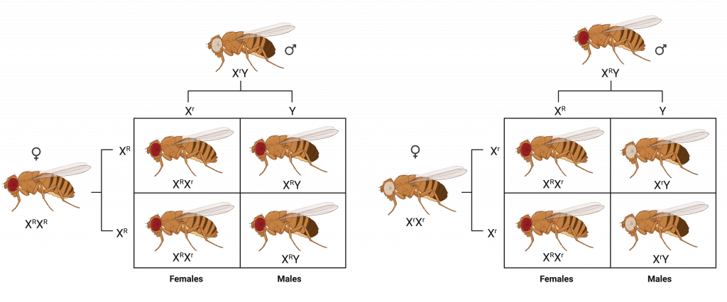 Punnett squares showing reciprocal cross