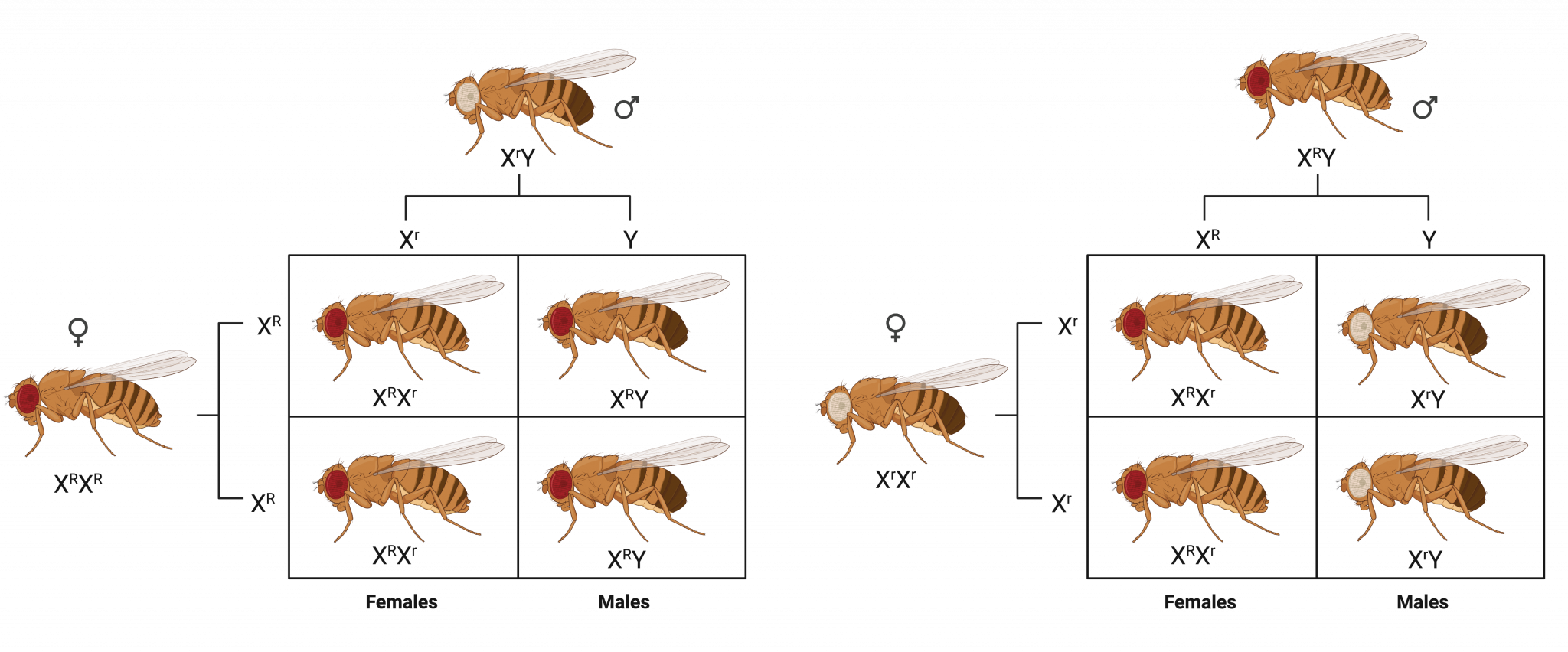 20 2 Sex Linked Traits College Biology I