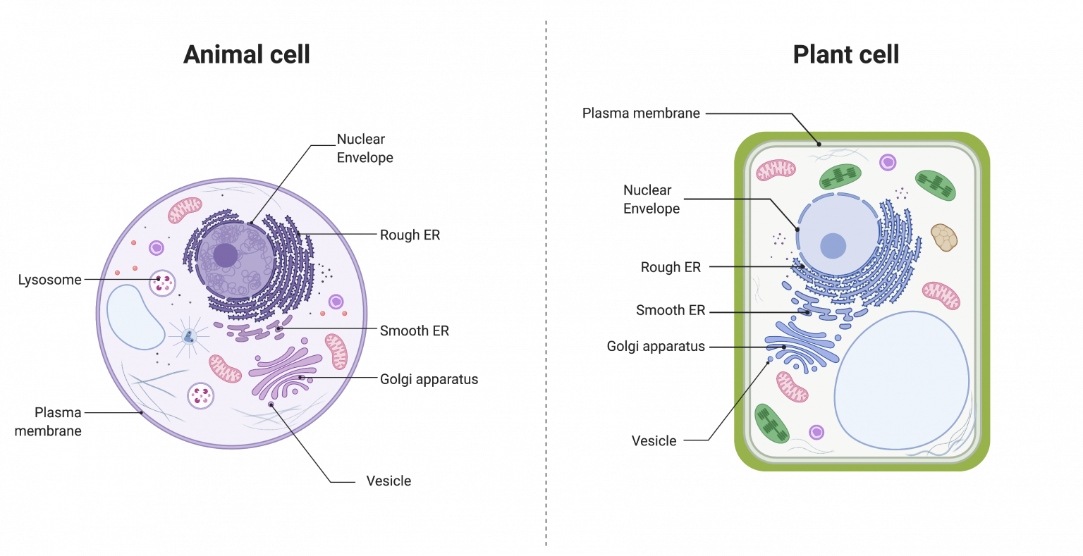 9.3 The Endomembrane System – College Biology I