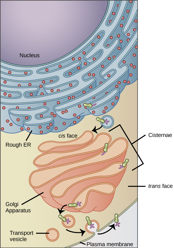 Transmembrane protein synthesis, modification, and transport