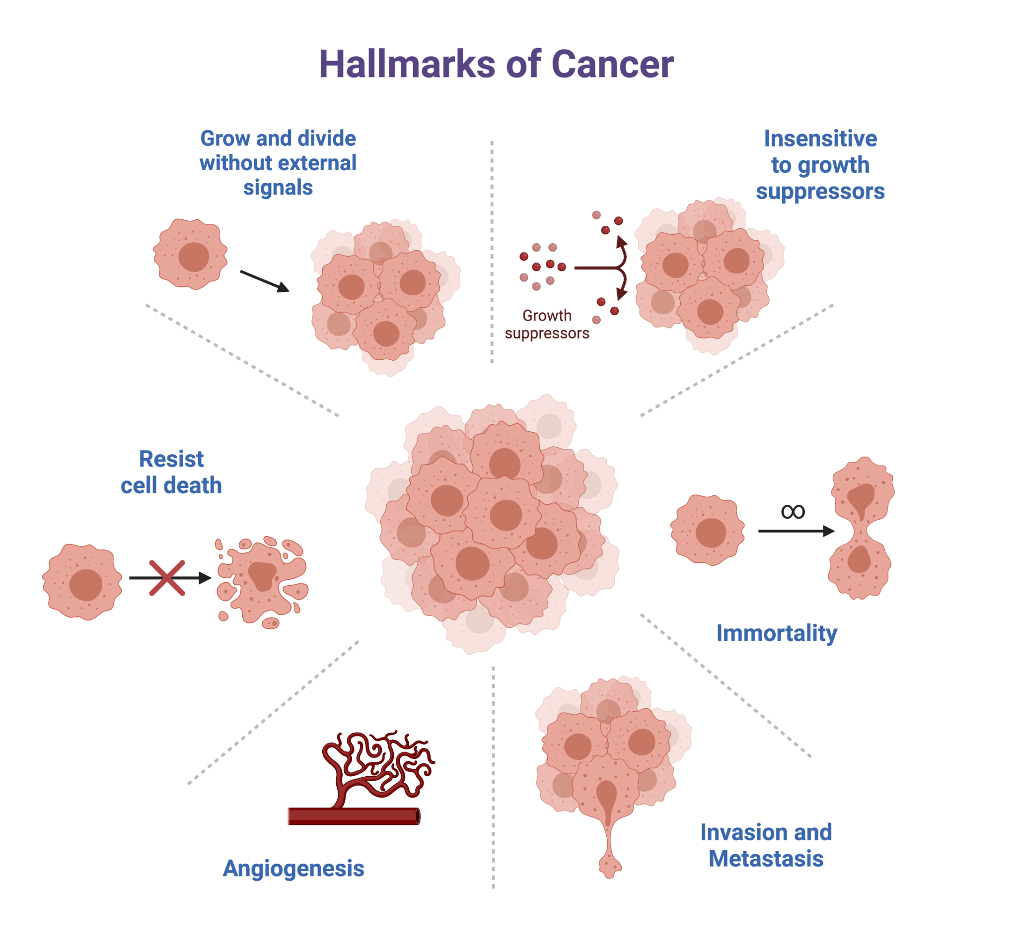 17.3 Cancer – College Biology I