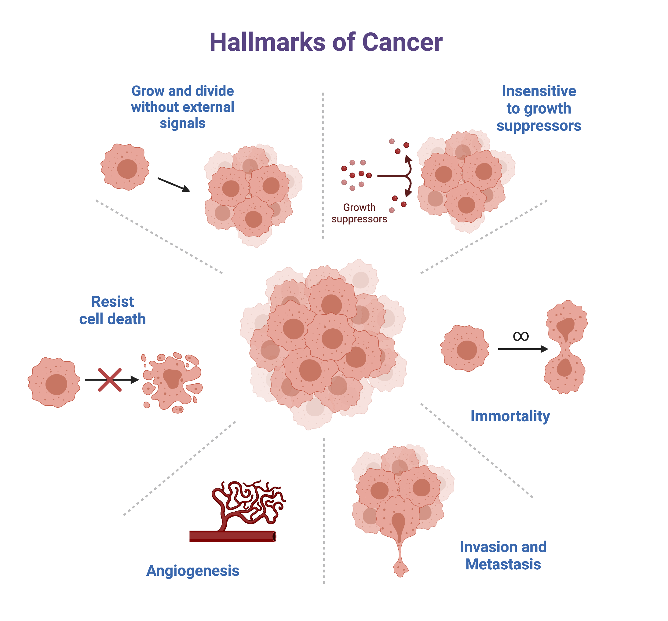 Six hallmarks of cancer include sustained proliferative signaling, resisting cell death, evading growth suppressors, inducing angiogenesis, activating invasion and metastasis, and enabling replicative immortality.