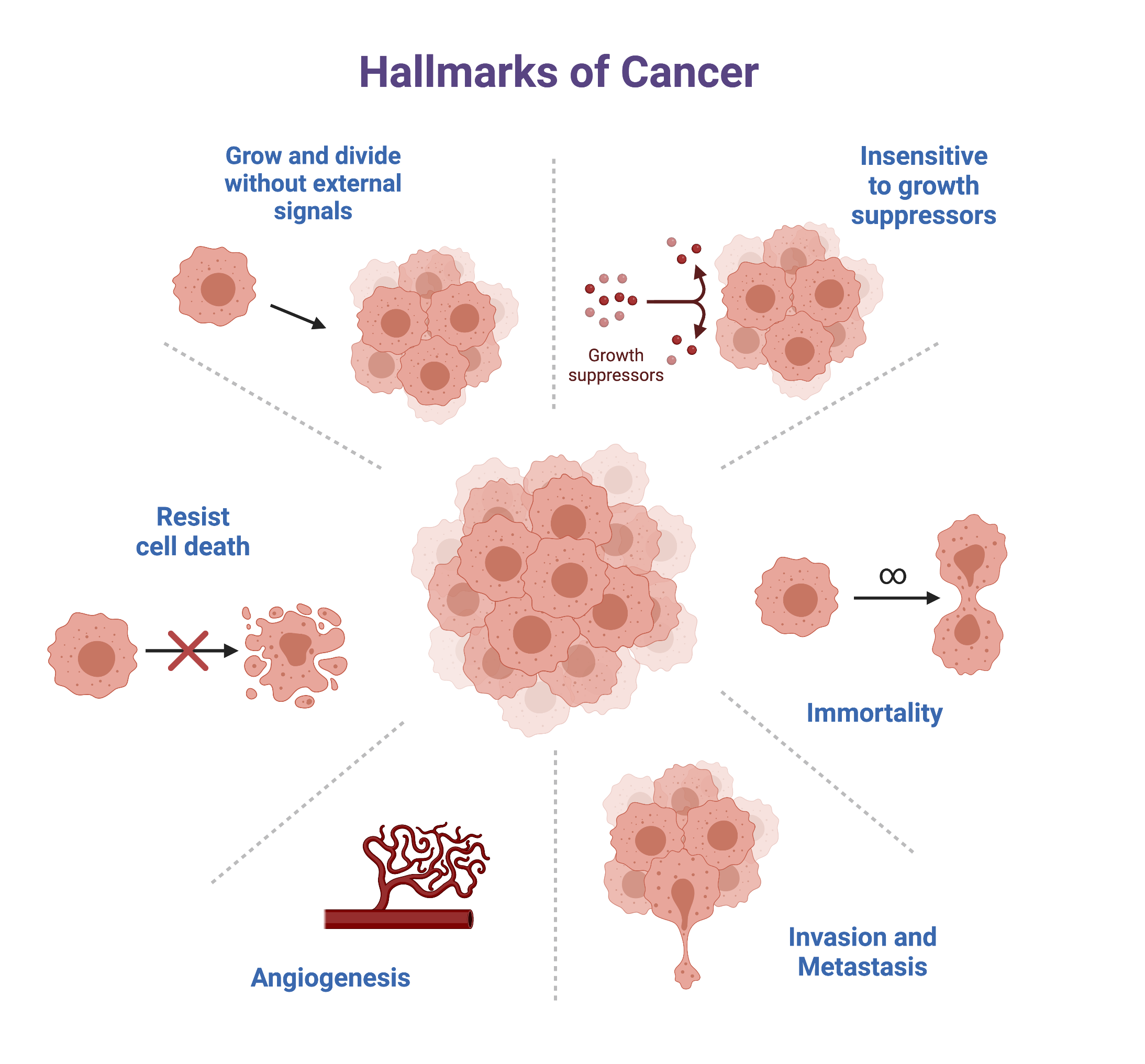 17.3 Cancer – College Biology I