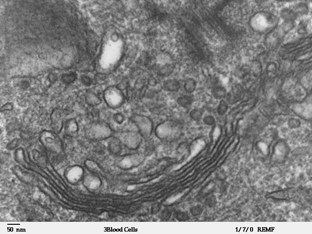 Transmission electron micrograph of the Golgi apparatus