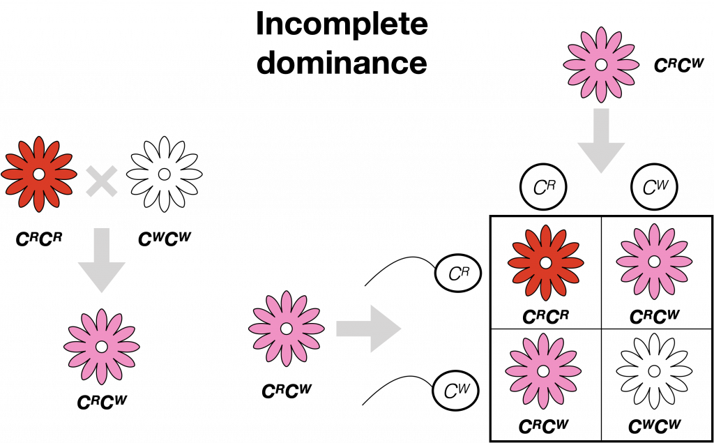 incomplete dominance punnett square