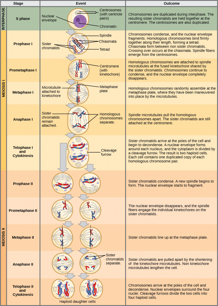 Summary of the stages of Meiosis
