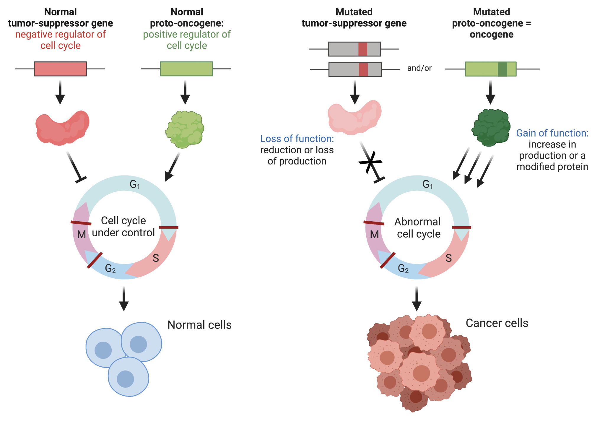 17.4 Cancer And The Cell Cycle – College Biology I