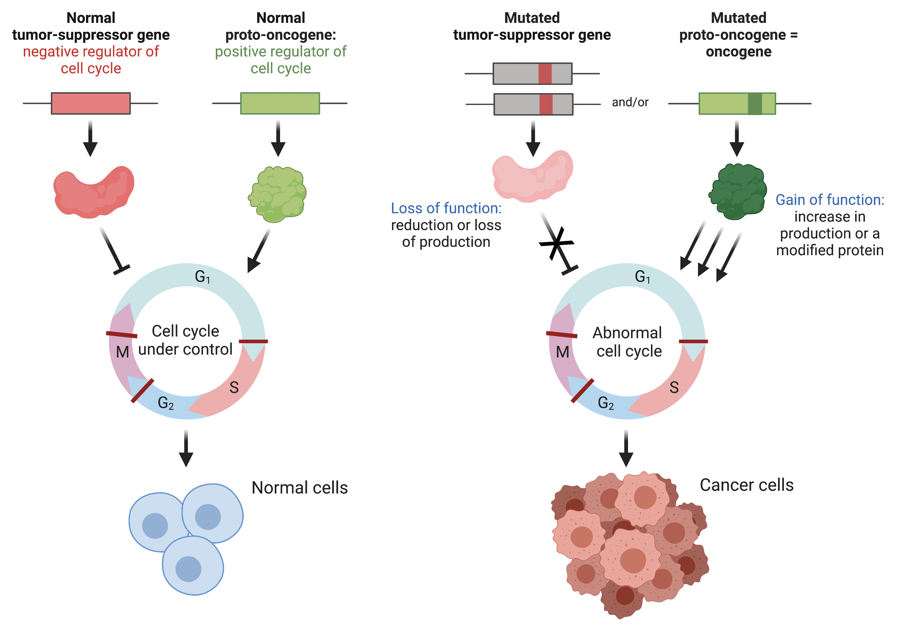 Proto-oncogenes and tumor suppressor genes in cancer