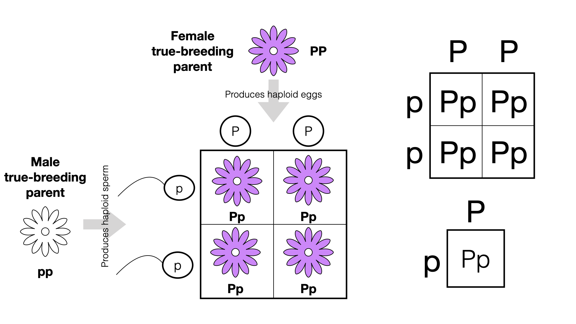 19.3 Punnett Squares and Laws of Probability – College Biology I