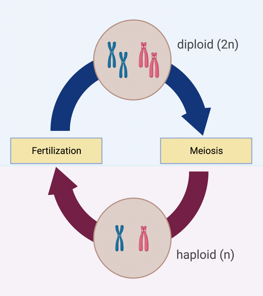 Sexual reproduction generalized life cycle