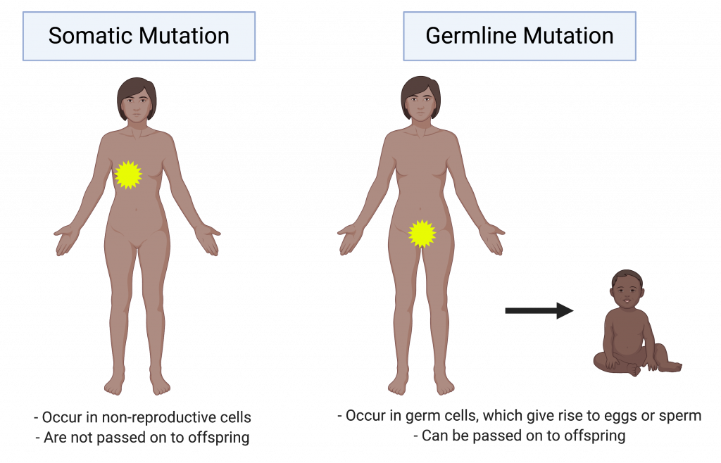 Somatic vs. Germline Mutations
