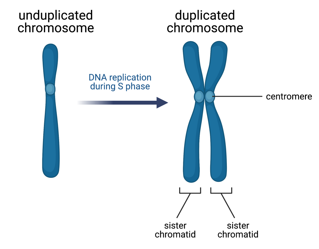 Duplication of a chromosome