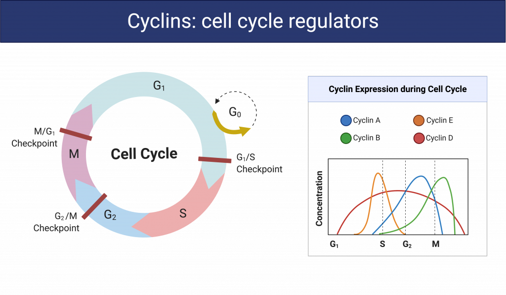Cycle Expression Cycle