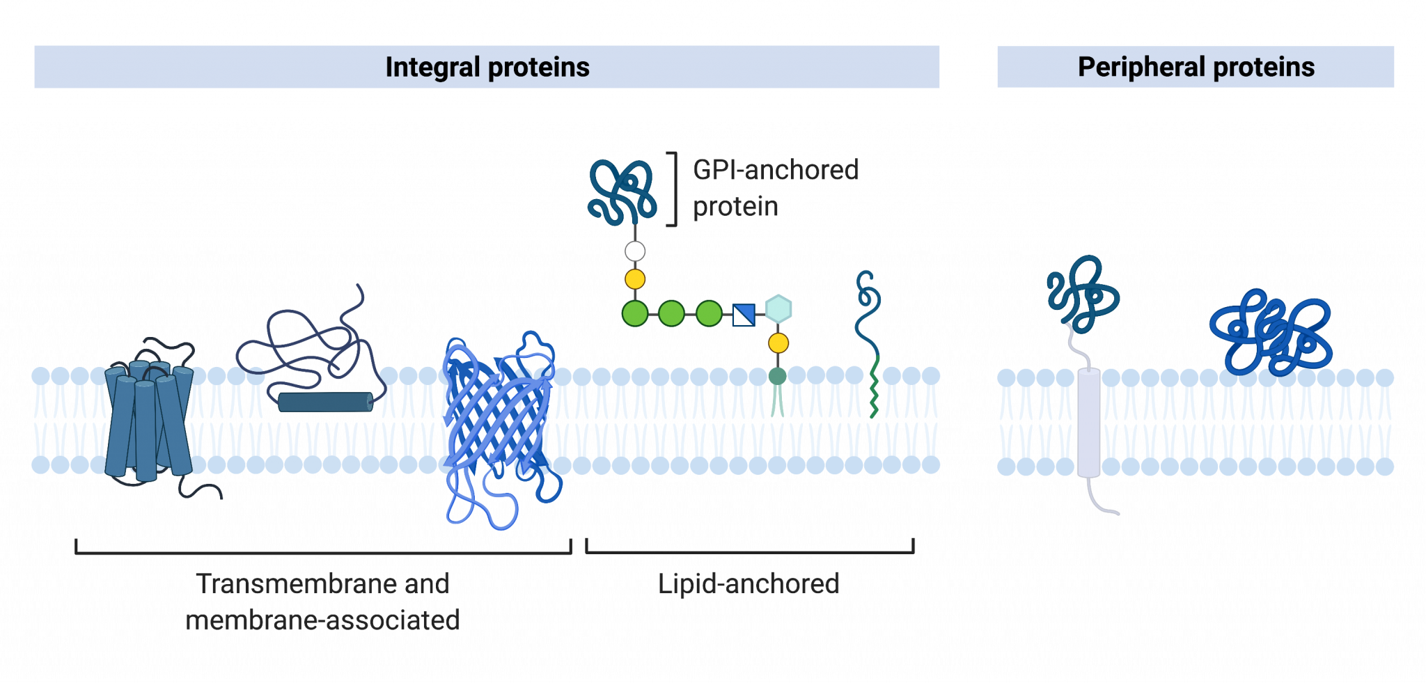 9 2 The Plasma Membrane College Biology I