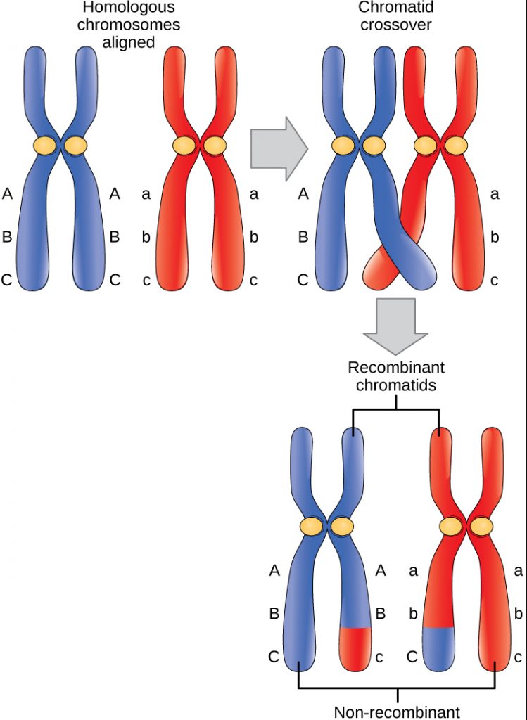 Crossing over results in recombinant chromosomes