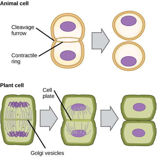 Comparison of cytokinesis in animal and plant cells