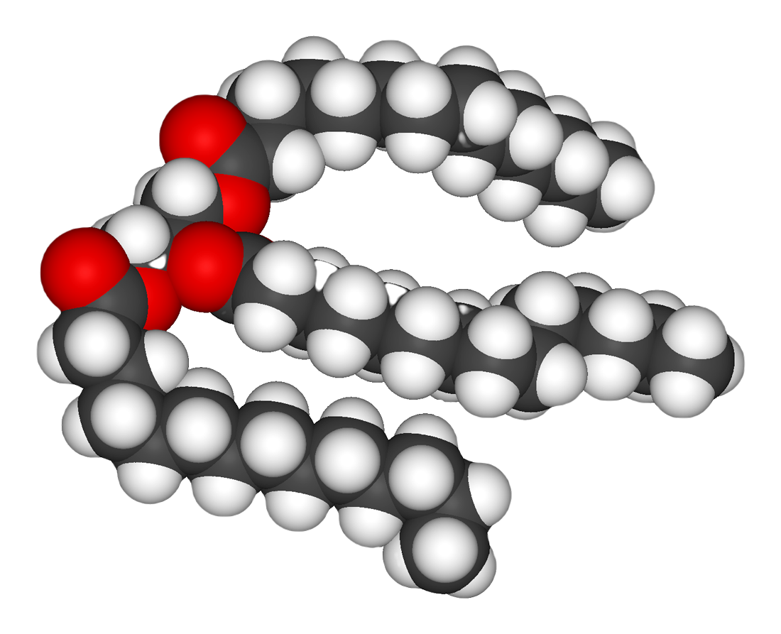 A space-filling model of a triglyceride. Three fatty acids are attached to the central glycerol.