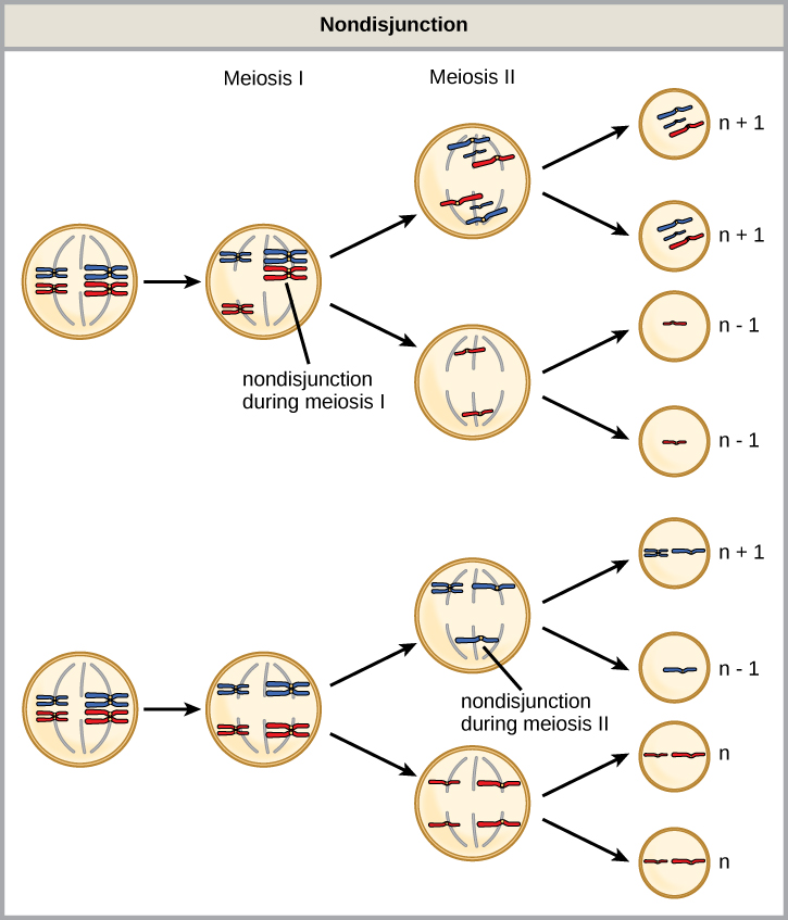 Nondisjunction in meiosis I and meiosis II