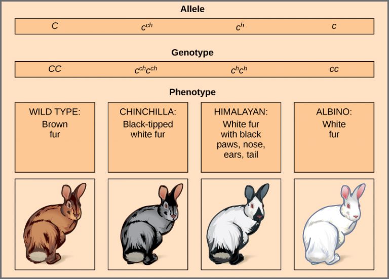 20.1 Incomplete Dominance, Codominance, And Multiple Alleles – College ...