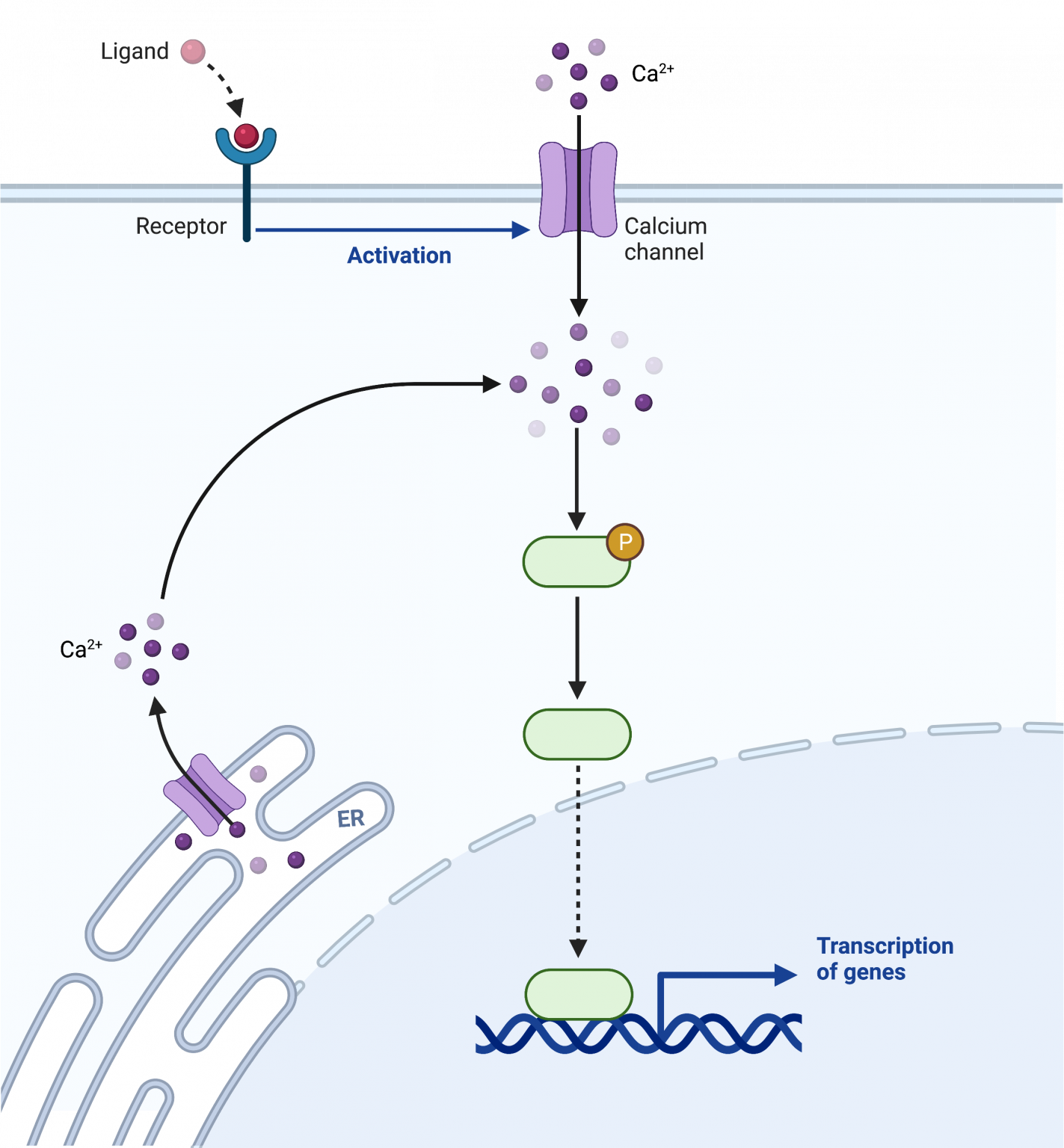 11.3 Signal Transduction College Biology I