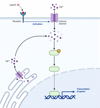 11.3 Signal Transduction – College Biology I