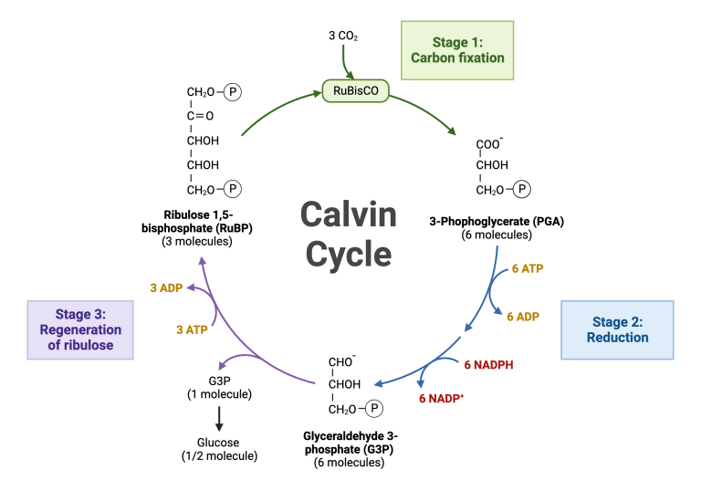 24 4 the calvin cycle college biology i