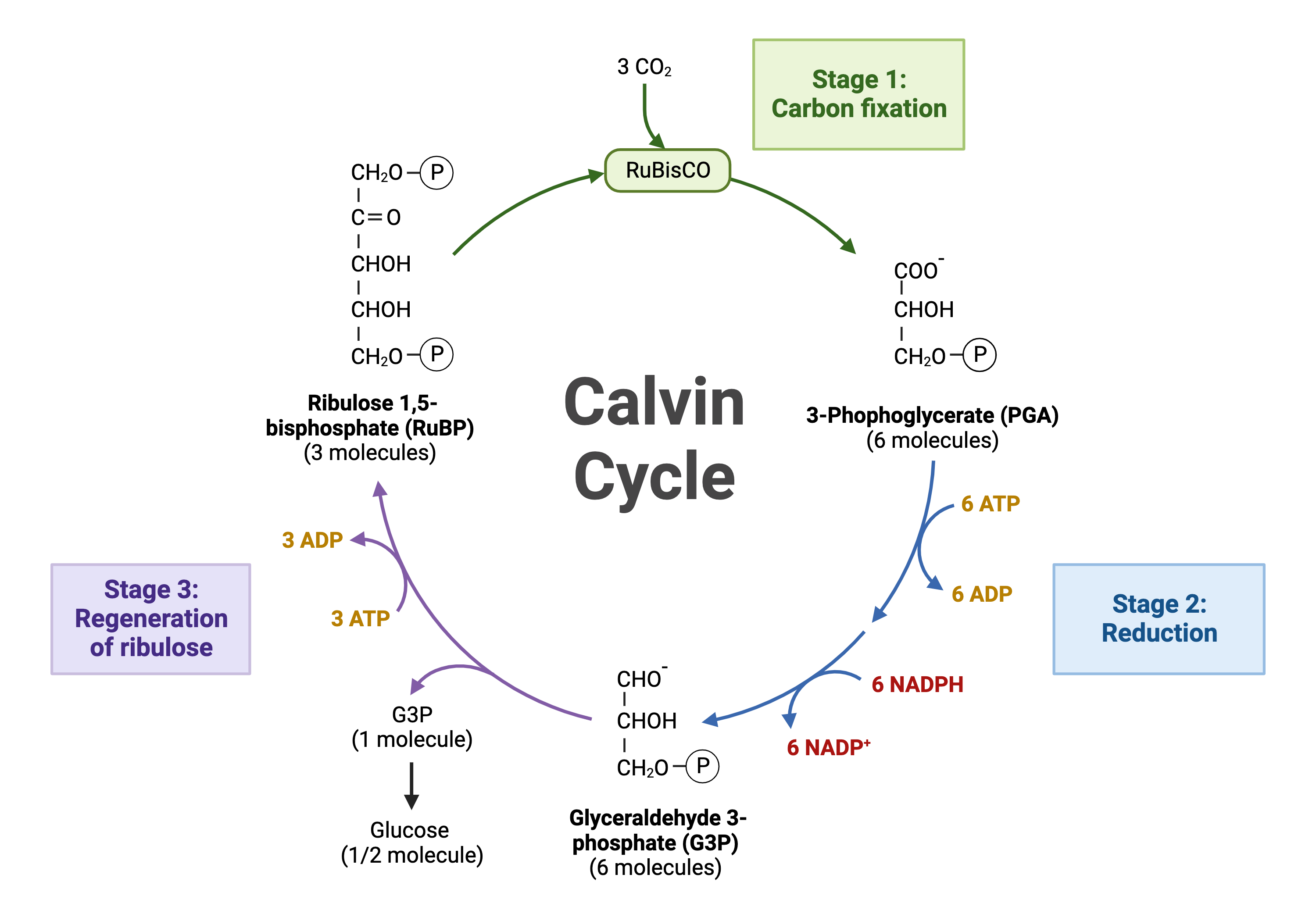 This illustration shows a circular cycle with three stages. Three molecules of carbon dioxide enter the cycle. In the first stage, the enzyme RuBisCO incorporates the carbon dioxide into an organic molecule. Six ATP molecules are converted into six ADP molecules. In the second stage, the organic molecule is reduced. Six NADPH molecules are converted into six NADP+ ions and one hydrogen ion. Sugar is produced. In stage three, RuBP is regenerated, and three ATP molecules are converted into three ADP molecules. RuBP then starts the cycle again.