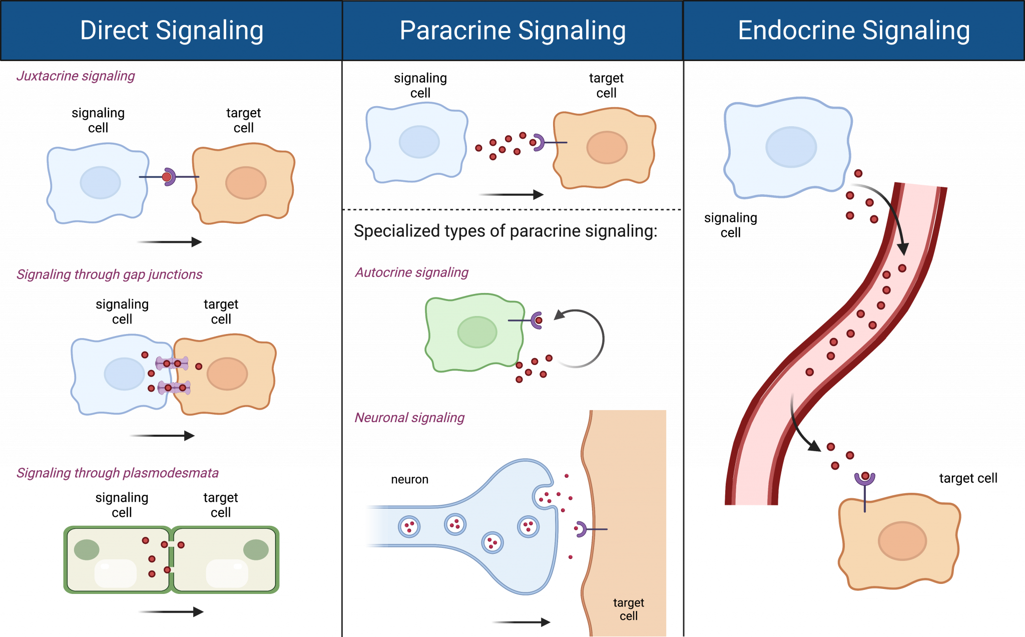 11 2 Types Of Cell Signaling – College Biology I