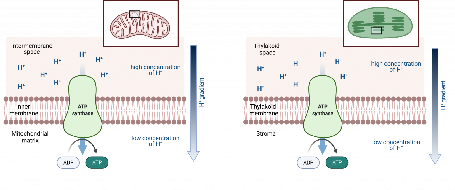 22.2 Chemiosmosis and ATP Synthase College Biology I