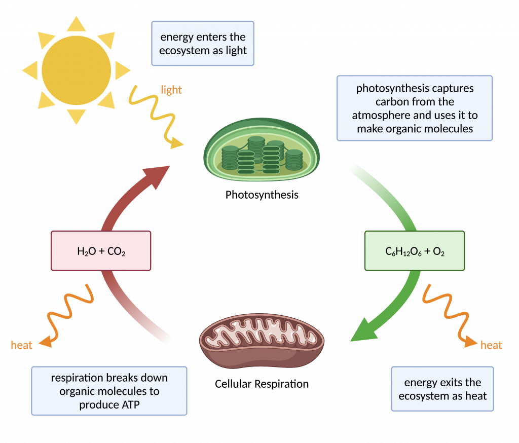 Relationship between photosynthesis and cellular respiration