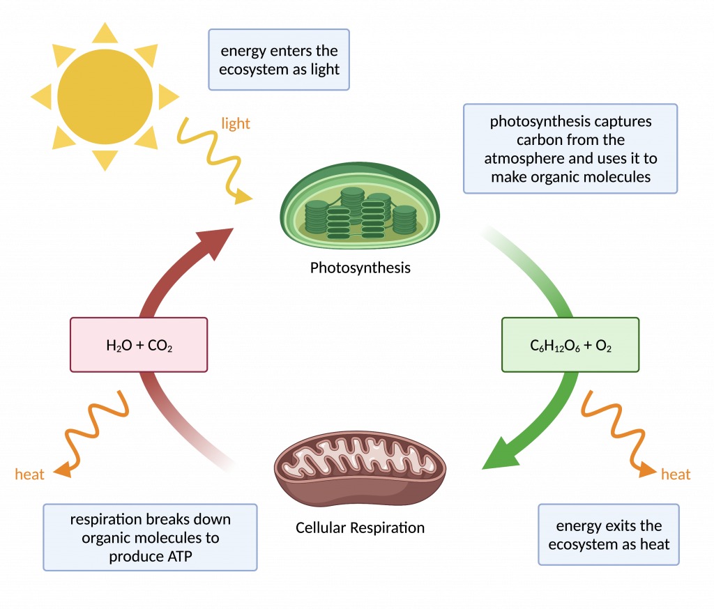 22.1 The Energy Transformations that Sustain Life – College Biology I