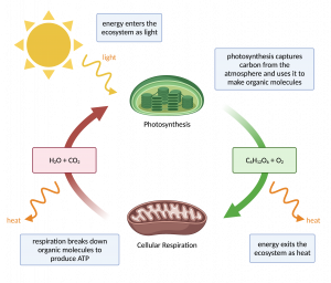 22.1 The Energy Transformations that Sustain Life – College Biology I