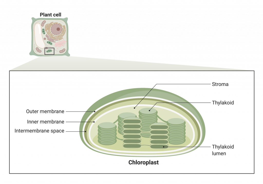 A diagram of a plant cell showing an enlarged view of a chloroplast. The chloroplast has an inner and outer membrane. The fluid-filled center is the storm. Small disk-like structures are stacked in the stroma. These are the thylakoids, which are bound by a thylakoid membrane. The inner compartment of the thylakoid is called the thylakoid lumen.