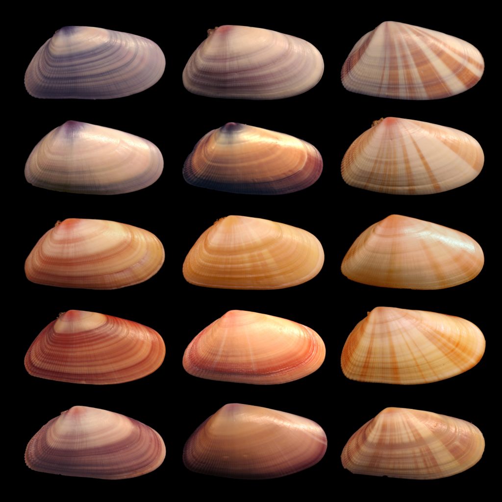Variability in a mussel species