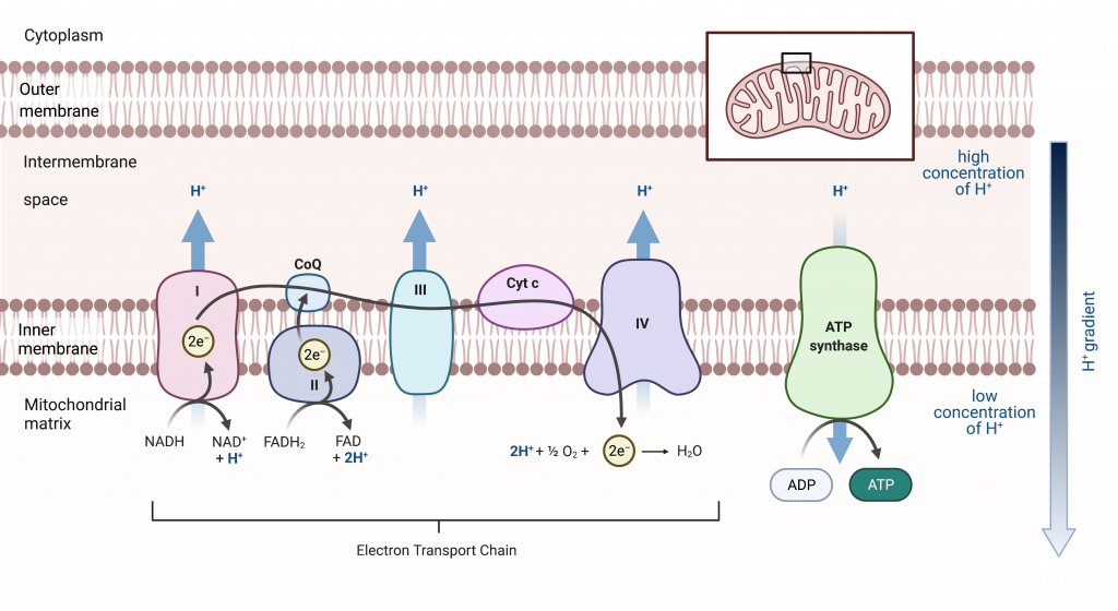 The electron transport chain in the mitochondrion