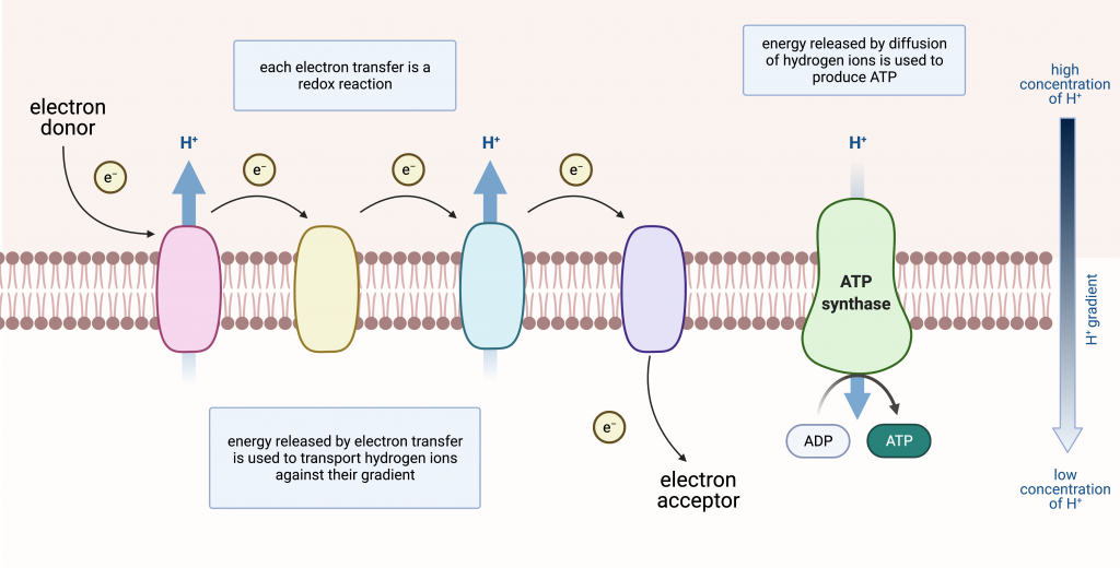 General illustration of an electron transport chain