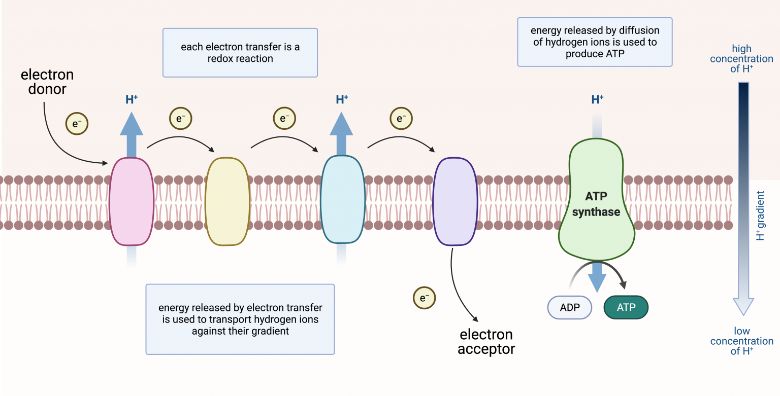 223 Electron Transport Chains College Biology I 