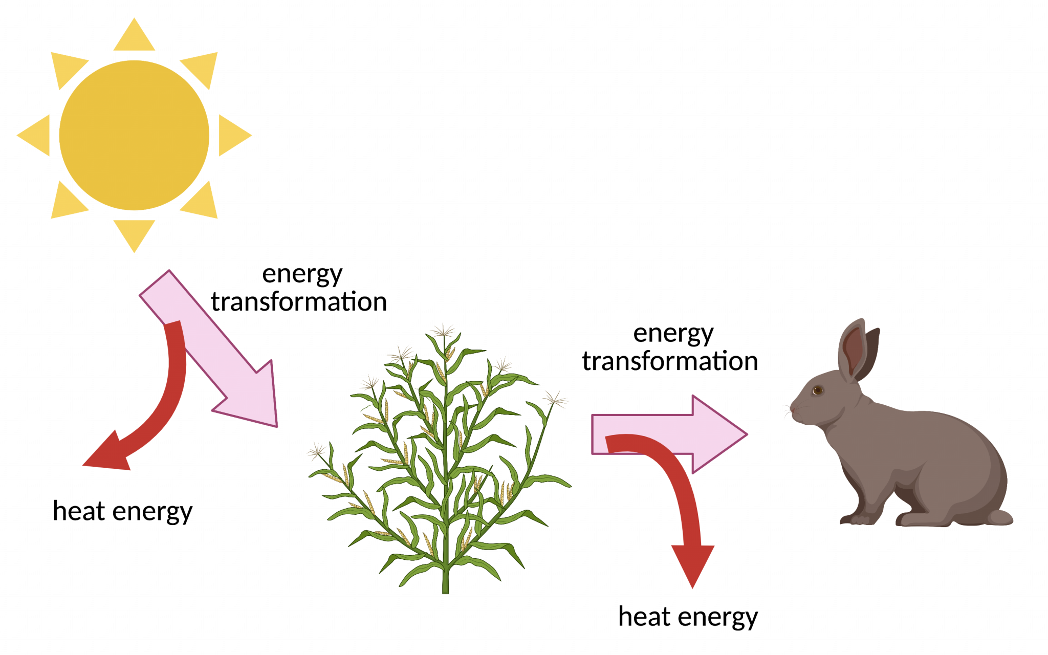 21.2 The Laws of Thermodynamics – College Biology I